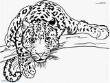 Cheetah Coloring Pages Realistic Printable Color Print Getcolorings Fresh sketch template