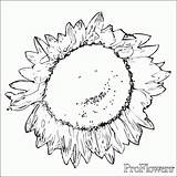 Coloring Sunflower Gogh Van Pages Sunflowers Drawing Kids Library Clipart Simple Line Printable Getdrawings Books Color Popular sketch template