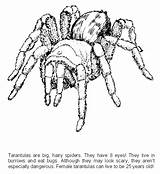 Coloring Tarantula Pages Animals Printable Animal sketch template