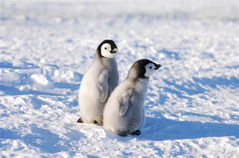 fakten zu pinguinen von der artenvielfalt ueber das paarungsverhalten