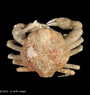 Afbeeldingsresultaten voor "ebalia Dimorphoides". Grootte: 176 x 185. Bron: www.crustaceology.com