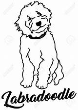 Labradoodle Cockapoo Dog Goldendoodle sketch template