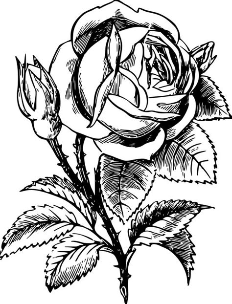 image  pixabay rose flower petals leaves bloom rose