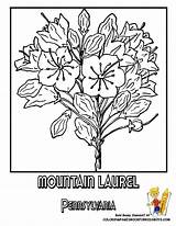 Coloring Flower State Pages Puerto Rico Pennsylvania Laurel Mountain Clipart Oregon Printable Drawing Flowers Bluebonnet Traceable Island Flag Getdrawings Usa sketch template