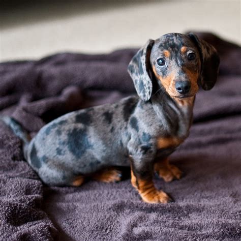 dapple dachshund miniature  sale picture bleumoonproductions