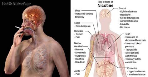 Attention Smokers These Foods Will Flush Out Nicotine