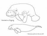 Dugongs Dugong sketch template