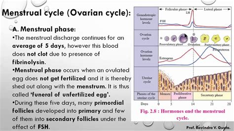 menstrual cycle ll female reproductive system ll 12 th biology youtube