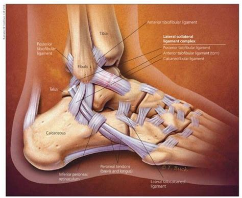 images  anatomy   ankle  pinterest foot anatomy