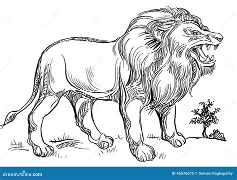 roaring lion stock illustration image