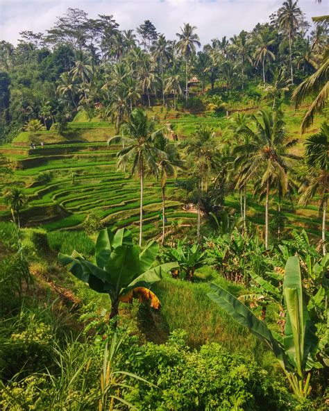 Rice Fields In Bali R Travel
