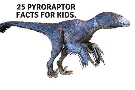 prints digital prints digital  pyroraptor dinosaur hamaguricojp