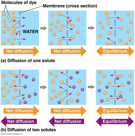 part research   cells transport molecules   diffusion