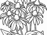 Coloring Flower Pages Wild Wildflower Getcolorings Getdrawings sketch template