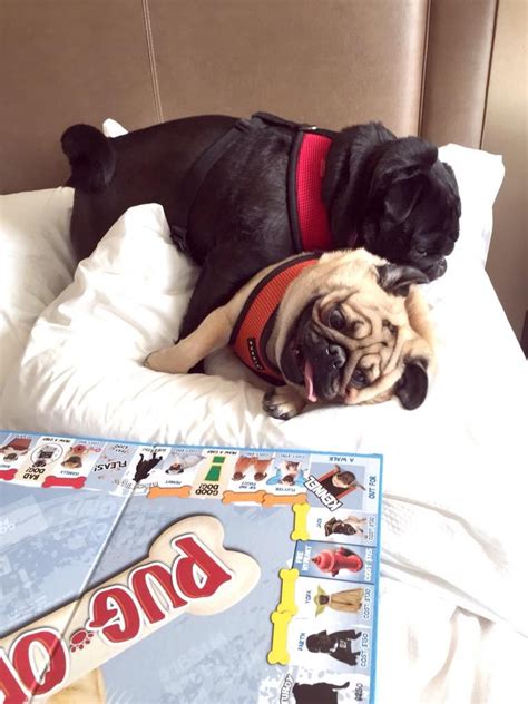 from twitter otisthepugwalsh my pal magnus got tired of paying me rent on pug opoly so he