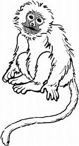 Coloring Monkey Pages Realistic Kids Printable Popular sketch template