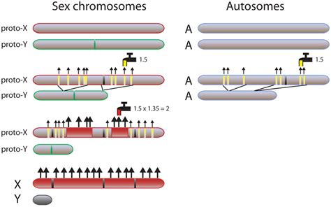 evolutionary model of sex chromosome dosage compensation