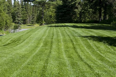 property green lawn care tips  luscious lawns kellyllcnet