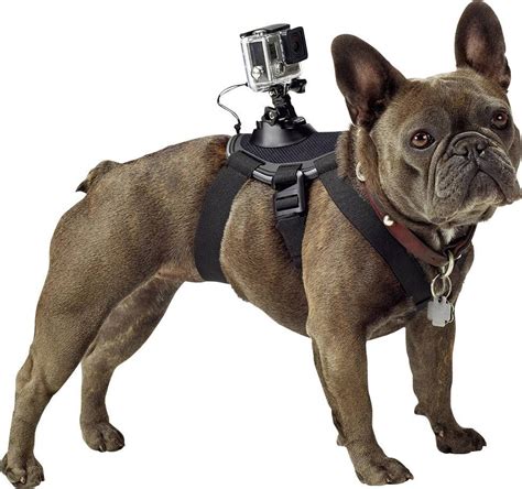 gopro fetch dog harness stable sturdy dog mount  multiple perspectives abilities