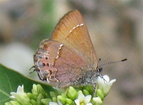 mitoura gryneus nelsoni art shapiro s butterfly site