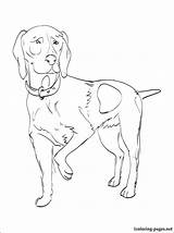 Coloring Pointer German Shorthaired Pages Designlooter Getdrawings Getcolorings 25kb 750px sketch template