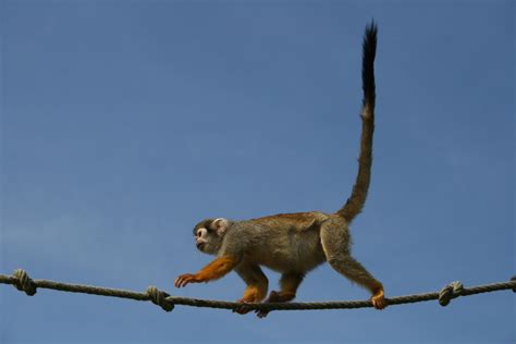 photo long tail monkey ape long monkey   jooinn