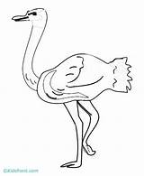 Coloring Ostrich Popular Library Clipart Coloringhome sketch template