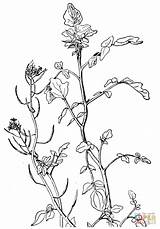 Coloring Nasturtium Watercress Pages Tropaeolum Majus Garden Drawing sketch template