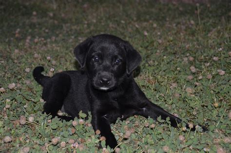 female akc black lab puppies labrador retrievers  emmett idaho