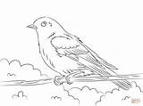 Coloring Bluebird Pages Eastern Drawing Printable Bird Sheet Getdrawings Choose Board sketch template