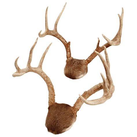 pair  mounted white tailed deer antlers  stdibs
