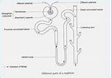 Nephron Diagram Simple Labelled Draw Toppr Healthiack 1244 Solution sketch template
