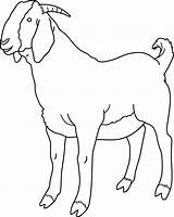 Goat Clip Clipart Coloring Cliparts Boer Male Sheep Transparent Outline Bengal He Clipground Show Line Library Sheet Sweetclipart Presentations Projects sketch template
