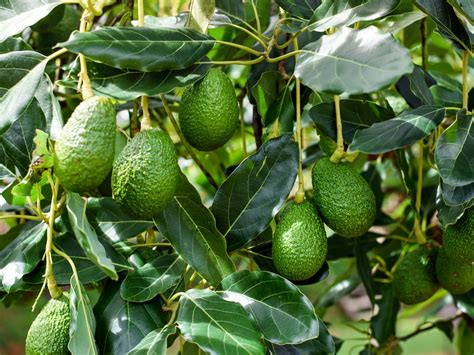 Growing Avocados In Containers And Indoor Avocado Plant Care In 2021