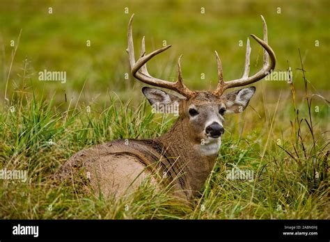 Older White Tailed Deer Buck With Large Rack Lying Down In Grass Stock