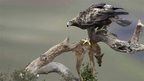 El águila Real Ibérica Depredadora De Crías De Corzo El Trágico