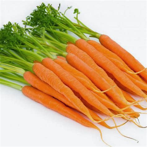 khasiat  manfaat tanaman wortel bagi tubuh kopikentelku
