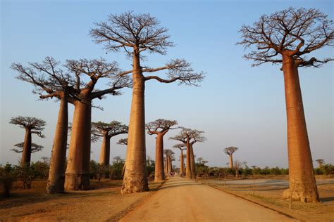 Baobab Trees In Madagascar Epod A Service Of Usra