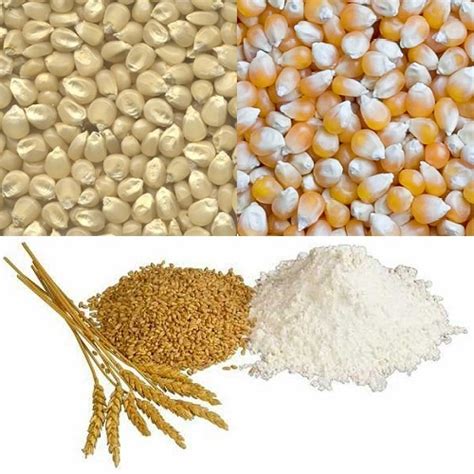 grains barley buckwheat maize wheat rice  sale  good prices