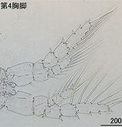 Afbeeldingsresultaten voor "centropages Elongatus". Grootte: 178 x 185. Bron: plankton.image.coocan.jp