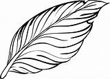 Feather Plumas Pico Pluma Feathers Pen Bulu Pinclipart Burung Merak Ayam Tulis Alas sketch template
