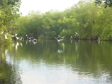 aquatic   mangroves tours nicaragua