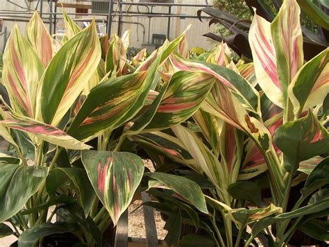 plant guide cordyline terminalis ti plant