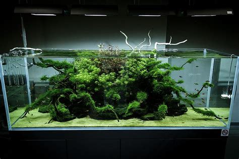 pin  aquarium plants