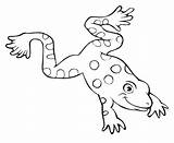 Coloring Frosch Frogs Kostenlos Ausdrucken Malvorlagen Ausmalbild Kiddo sketch template