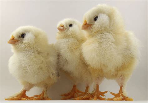 layer day old chicks 500 chicks oliver omega 3 farms
