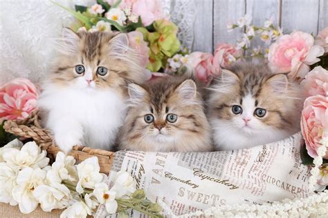 teacup persian kittens  sale doll face persian kittenspersian kittens  sale   rainbow