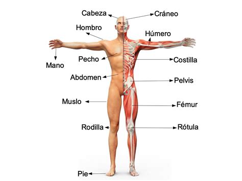 cuerpo humano  es partes  sistemas significados