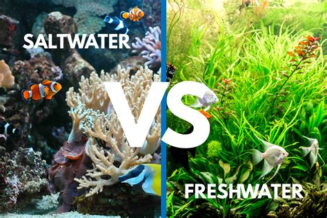 saltwater  freshwater aquariums weighing  pros cons