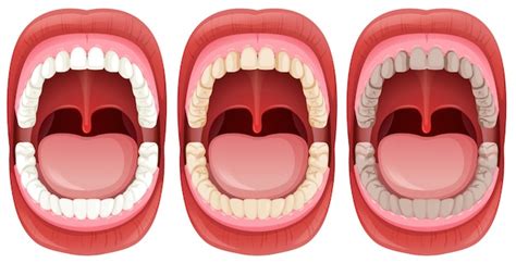 oral images  vectors stock  psd